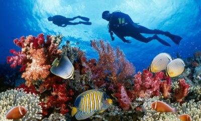 Diving in Paradise from Playa to Cozumel